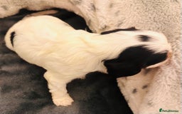 Cavalier King Charles Spaniel dogs for sale: DNA health tested, much loved cavaliers - Image 13