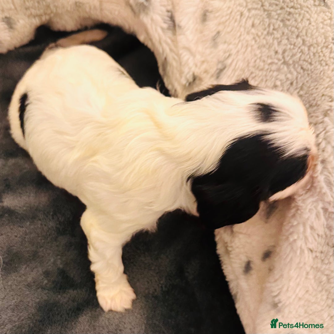 Cavalier King Charles Spaniel dogs for sale: DNA health tested, much loved cavaliers - Image 13