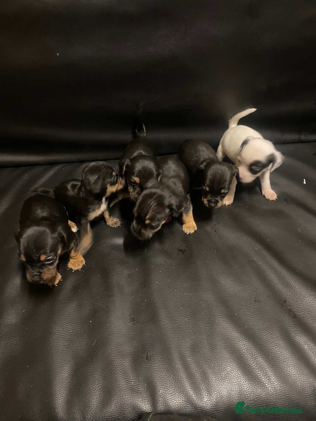 Jack Russell dogs for sale: 6 Jack Russell puppy’s  - Advert 4