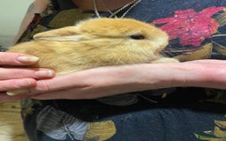 Netherland Dwarf rabbits for sale: Netherland Dwarf / Minilop  - Image 4
