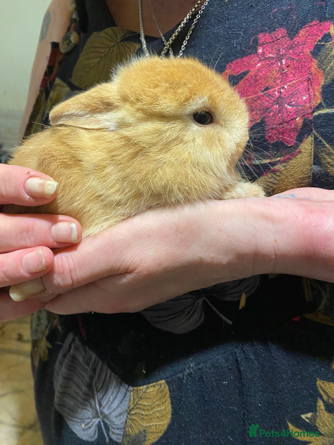 Netherland Dwarf rabbits for sale: Netherland Dwarf / Minilop  - Image 4