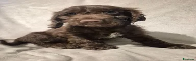Cockapoo 1