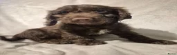 Cockapoo dogs for sale: Cockapoo puppies - Advert 23
