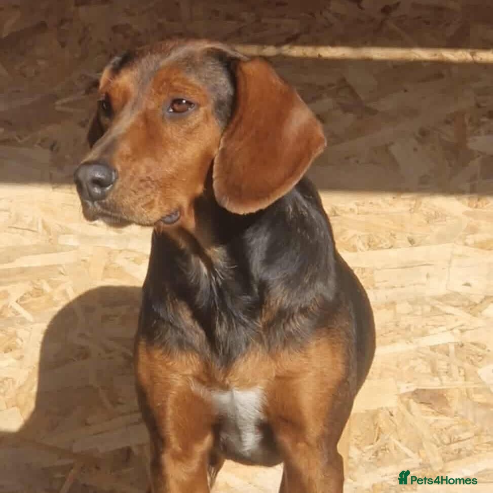 Mixed Breed dogs Runa - Norwich Norfolk  - Advert 1