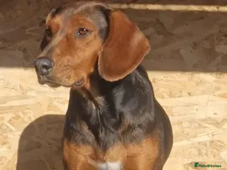 Mixed Breed dogs Runa - Norwich Norfolk - Advert 19