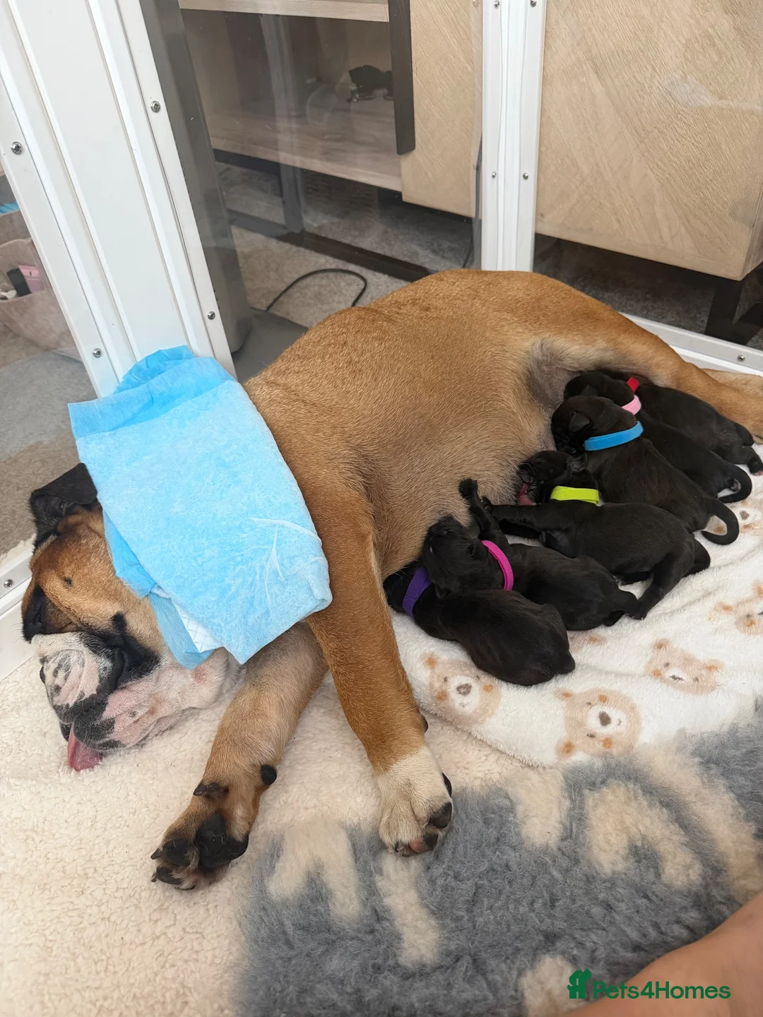 Mixed Breed dogs for sale: English bull dog X Cocker spaniel  - Advert 1