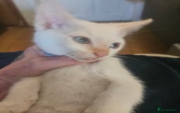 Sphynx cats for sale: Snow coated shpynx with sky blue eyes - Image 7