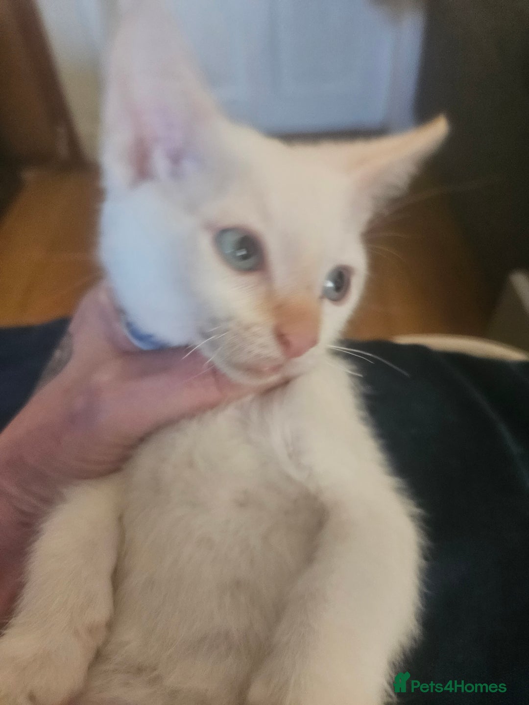 Sphynx cats for sale: Snow coated shpynx with sky blue eyes - Image 7