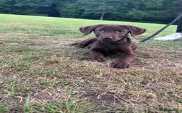 Labrador Retriever dogs for sale: Chocolate Labrador  - Image 1