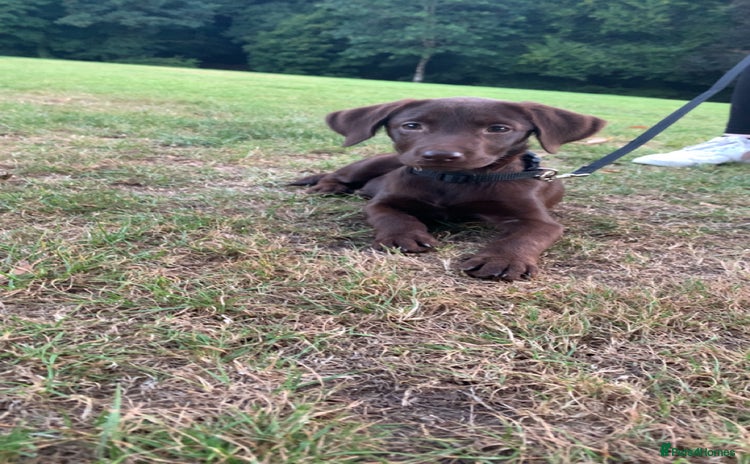 Labrador Retriever dogs - Advert 1