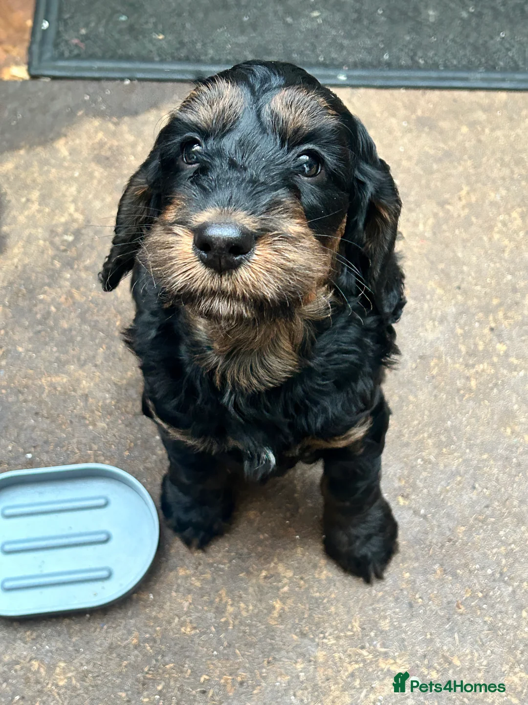 Cockapoo dogs for sale: Black and Tan Cockapoo boy - Advert 2