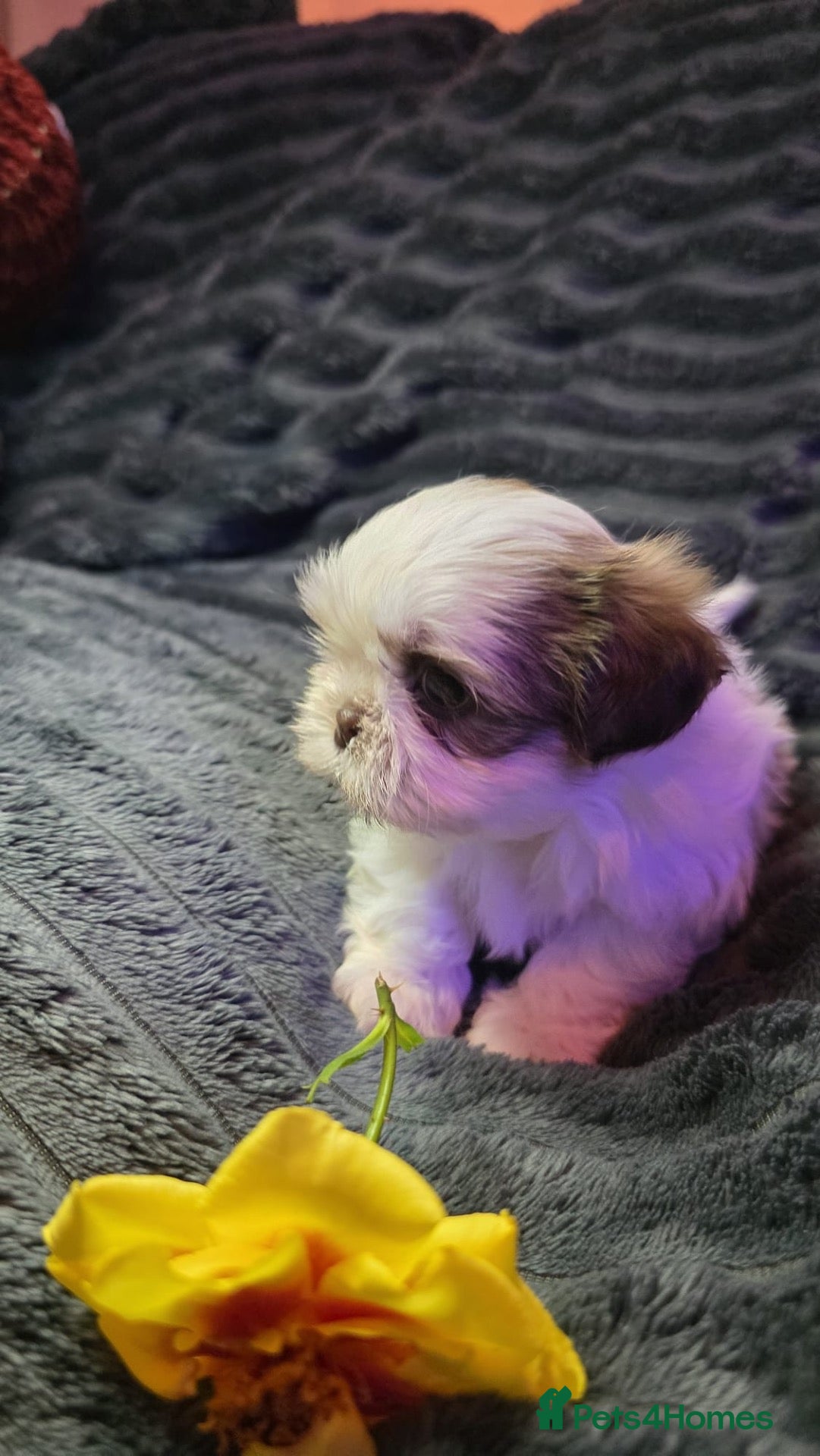 Shih Tzu dogs KC Registered, Top bloodline Imperial Babies - Advert 1