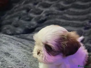 Shih Tzu dogs KC Registered, Top bloodline Imperial Babies - Advert 1