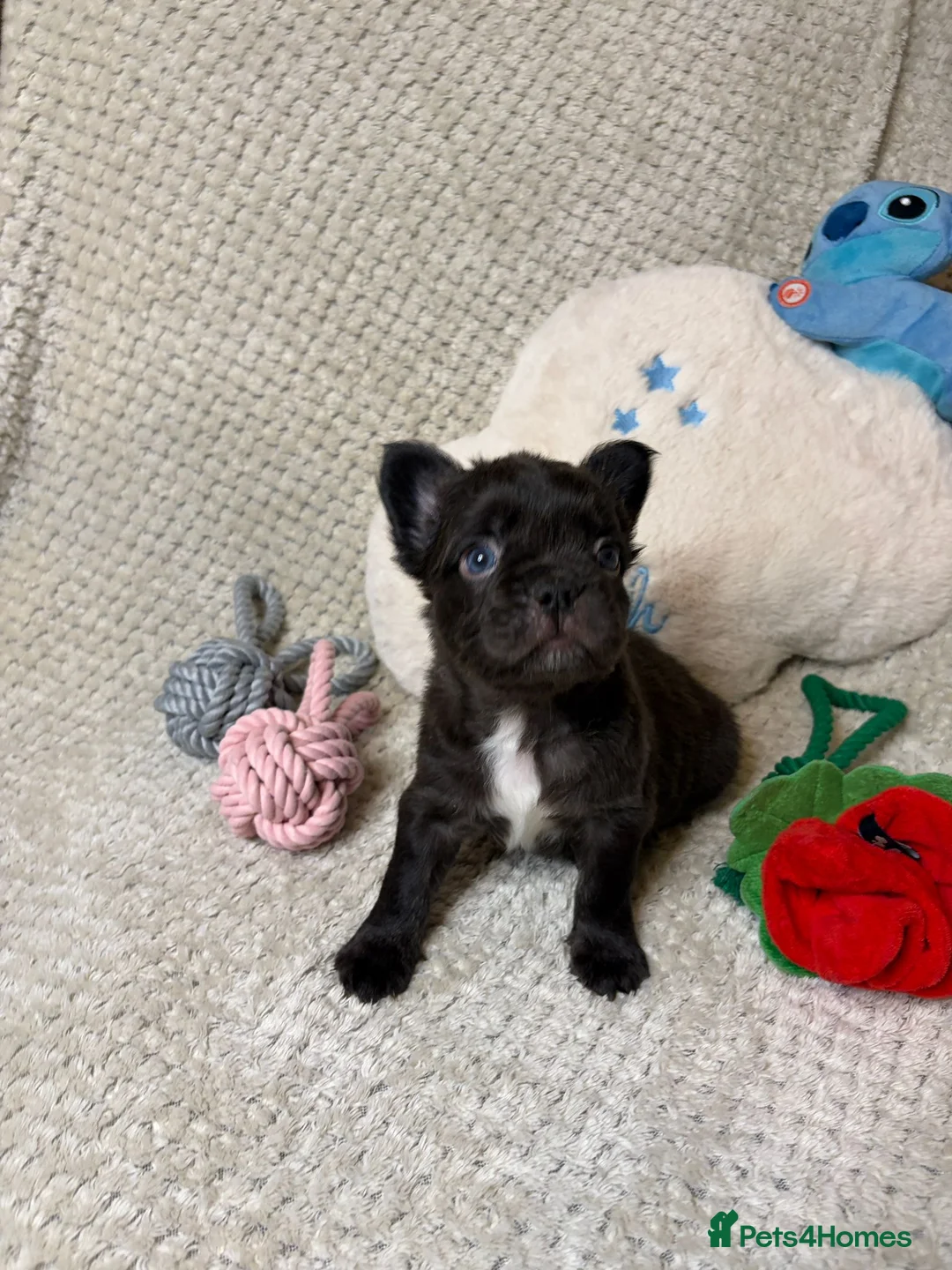 French Bulldog dogs for sale: Fluffy French Bulldogs in Bangor - Advert 10