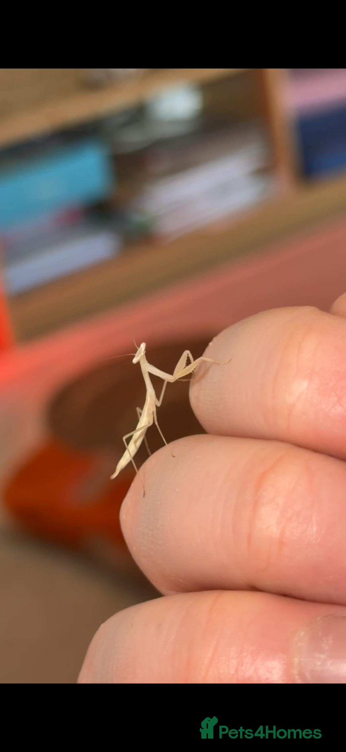 Praying Mantis invertebrates Egyptian Pygmy Mantis - Advert 1