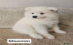Samoyed dogs for sale: Beautiful Samoyed Puppies! ✨* - Image 17