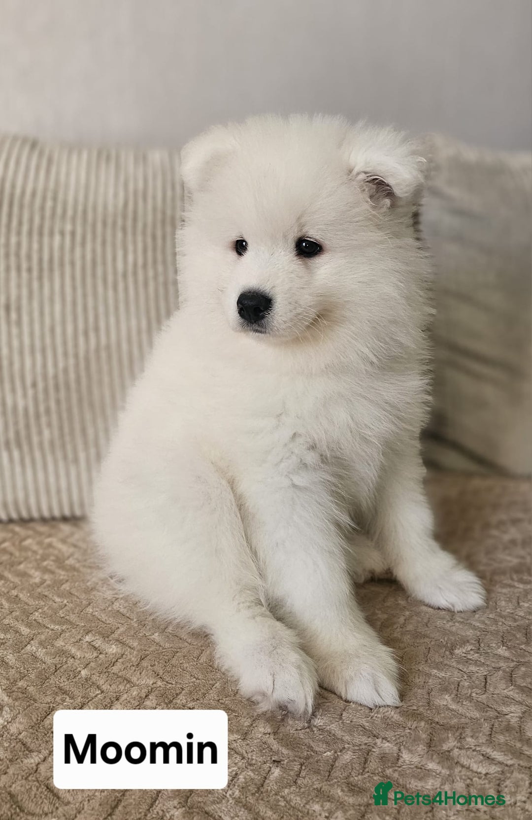 Samoyed dogs for sale: Beautiful Samoyed Puppies! ✨* - Image 17