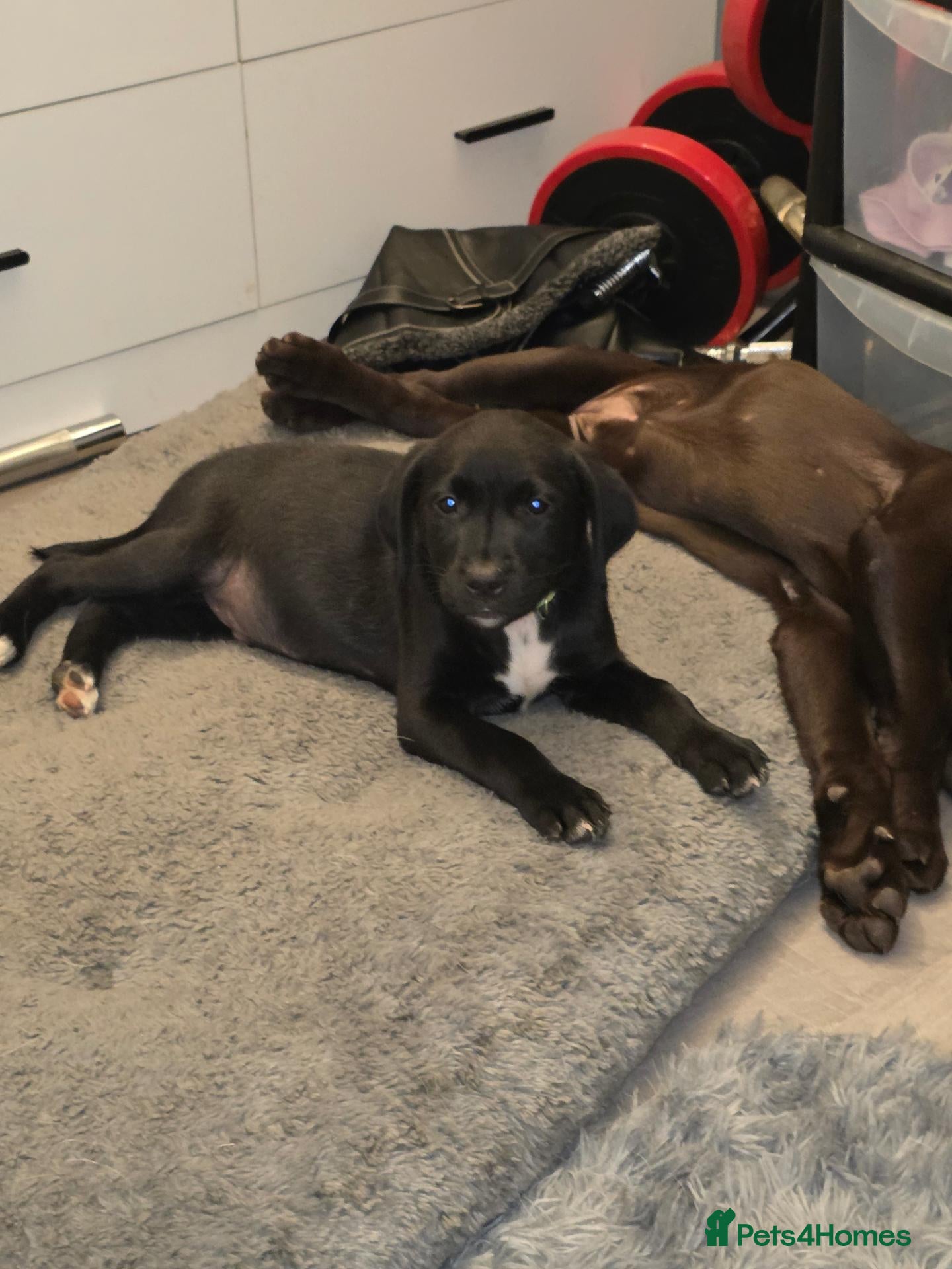 Mixed Breed dogs Gorgeous Staffador Puppies for Sale  - Advert 1