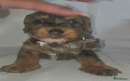 Mixed Breed dogs for sale:  miniature dachshund cross toy poodle doxiepoo   - Image 8