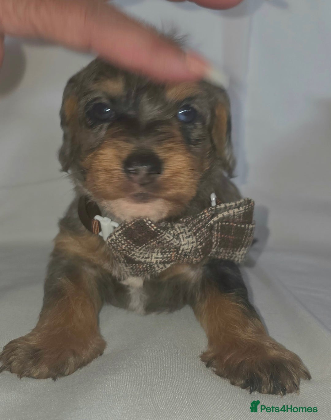 Mixed Breed dogs for sale:  miniature dachshund cross toy poodle doxiepoo   - Image 8