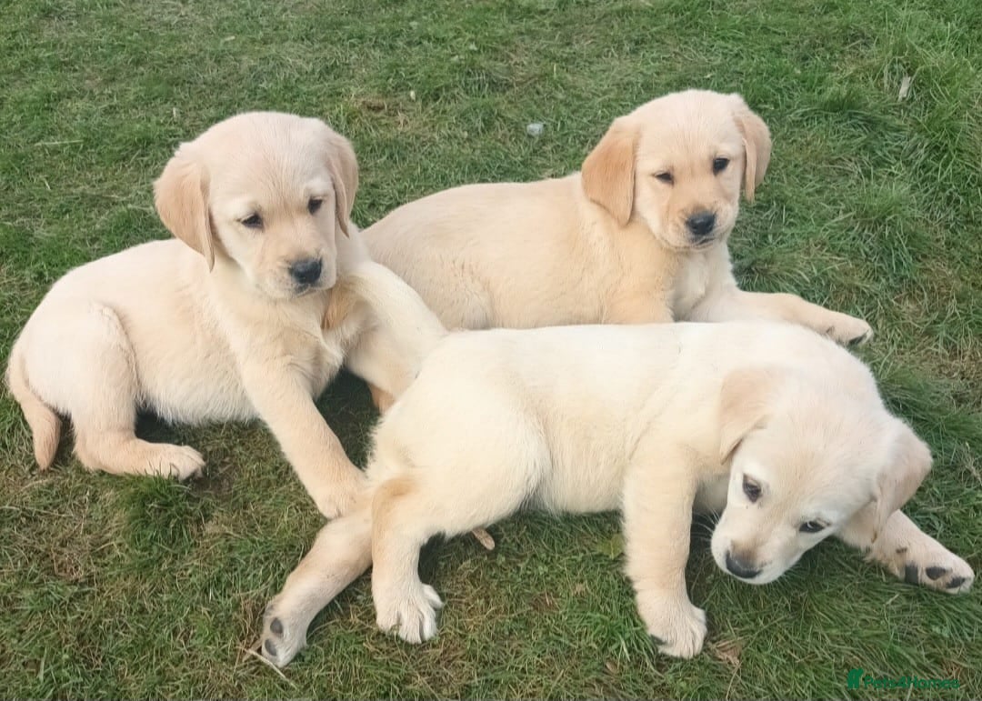 Labrador Retriever dogs for sale: Stunning labrador puppies - Advert 1