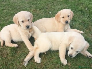 Labrador Retriever dogs Stunning labrador puppies - Advert 5