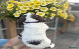 English Springer Spaniel dogs for sale: Beautiful litter of KC reg ESS - Image 10