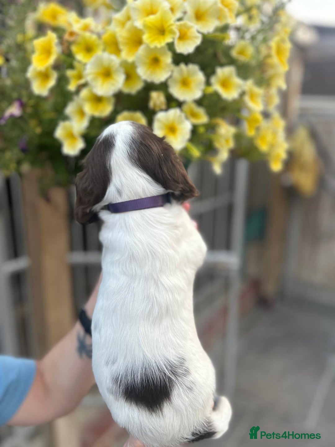 English Springer Spaniel dogs for sale: Beautiful litter of KC reg ESS - Image 10