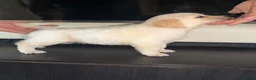 Golden Retriever dogs for sale: 2 stunning white boys KC REG TESTED PARENTS!  - Advert 4