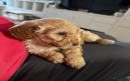 Cavapoo dogs for sale: Cavapoo puppies 1 male 1 female left - Image 6