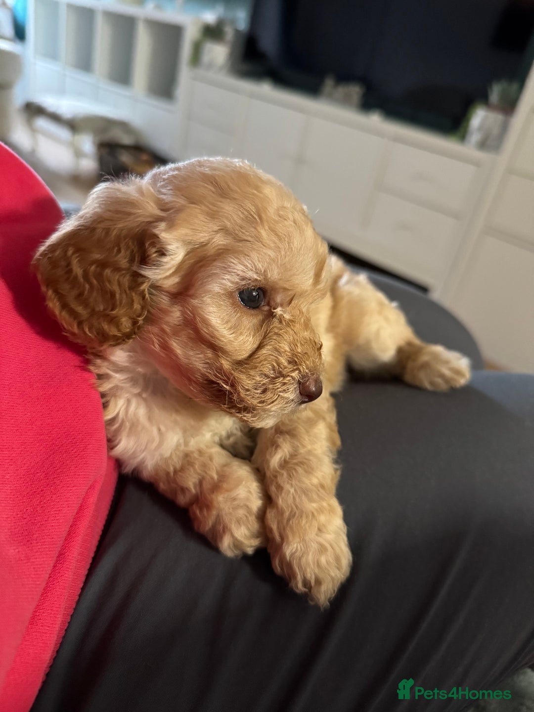 Cavapoo dogs for sale: Cavapoo puppies 1 male 1 female left - Image 6