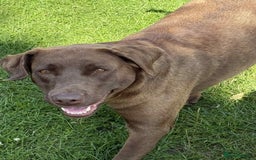 Labrador Retriever dogs for sale: Adult chocolate Labrador health tested  - Image 1