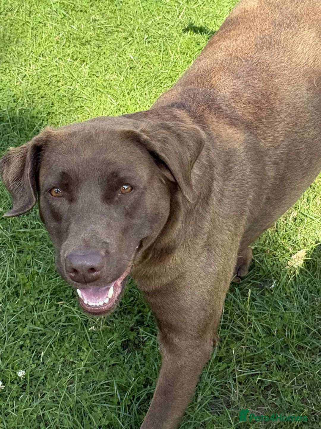 Labrador Retriever dogs for sale: Adult chocolate Labrador health tested  - Image 1