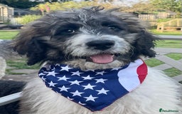 Saint Bernard dogs for stud: St Berdoodle Stud Dog - Image 3