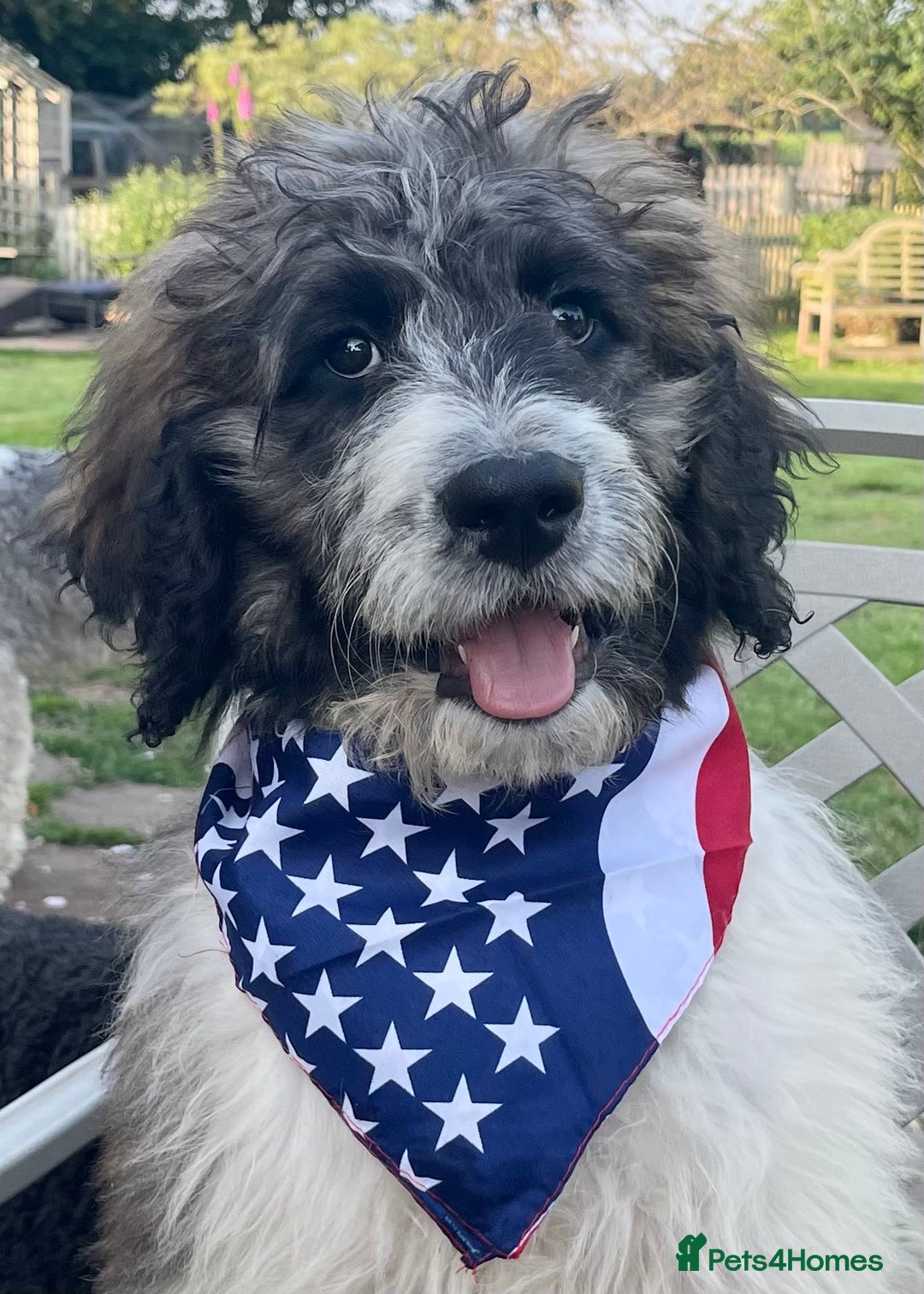 Saint Bernard dogs for stud: St Berdoodle Stud Dog - Image 3