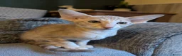 Oriental cats for sale: Friendly loving female  - Advert 7
