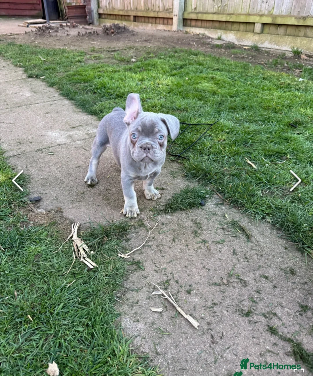 French Bulldog dogs for sale: £650 French bull dog  - Advert 2