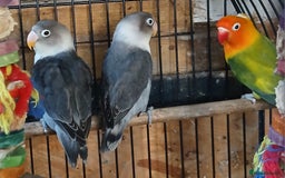 Lovebirds birds for sale: Lovebirds fischers x4 fischers lovebirds  - Image 4