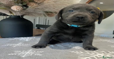 Labrador Retriever dogs - Advert 9