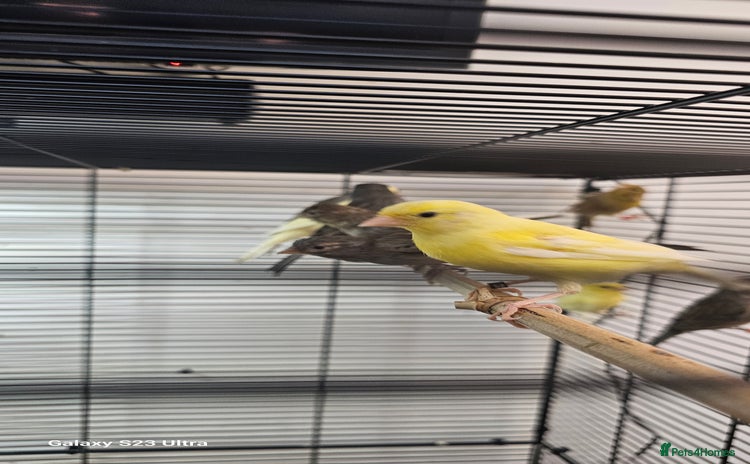 Finches birds - Advert 8