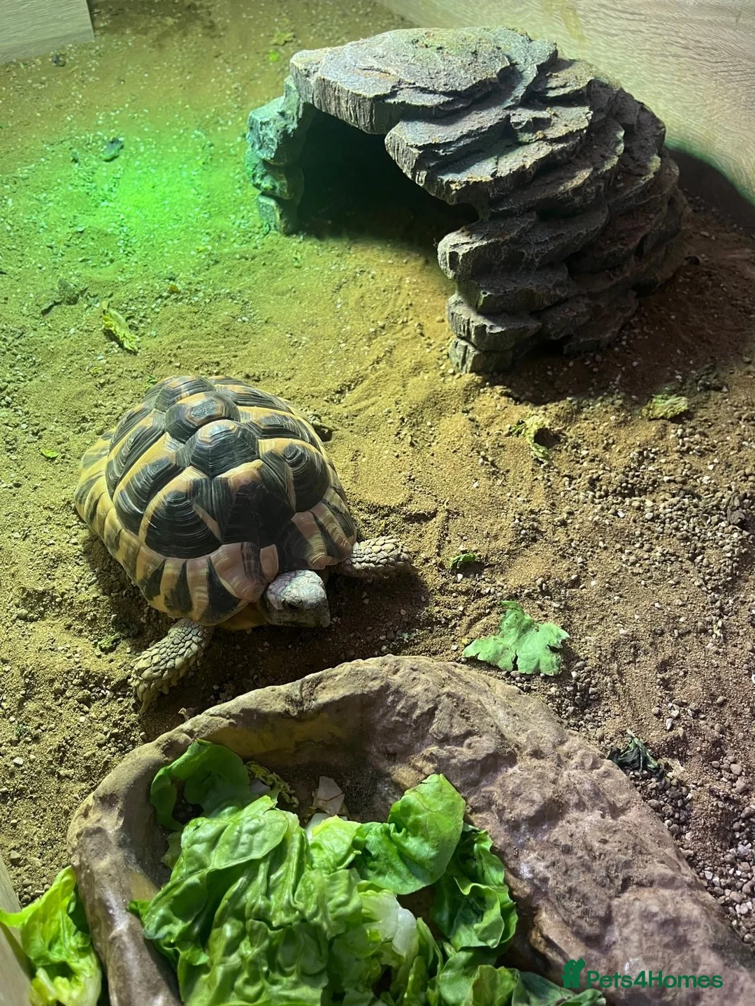 Hermann Tortoise reptiles for sale: Herman tortoise and enclosure  in Bridgwater - Advert 2