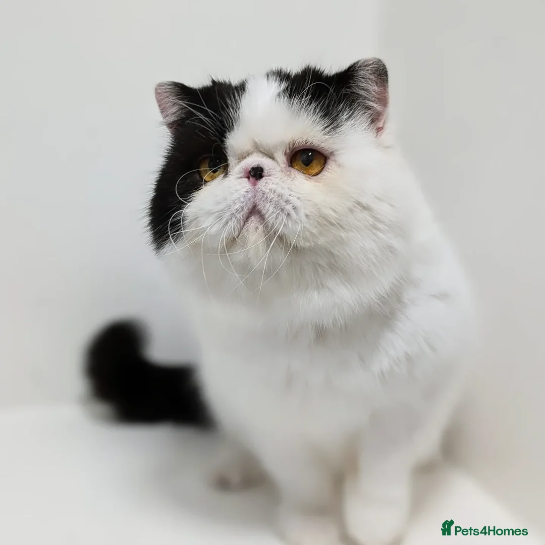 Exotic cats for stud: 🧡Stunning exotic shorthair, Russian import 😉🧡  in Tadworth - Advert 7