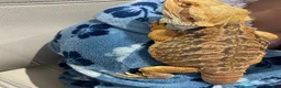 Bearded Dragon reptiles for sale: Bearded dragon and set up in Wilmslow - Advert 2
