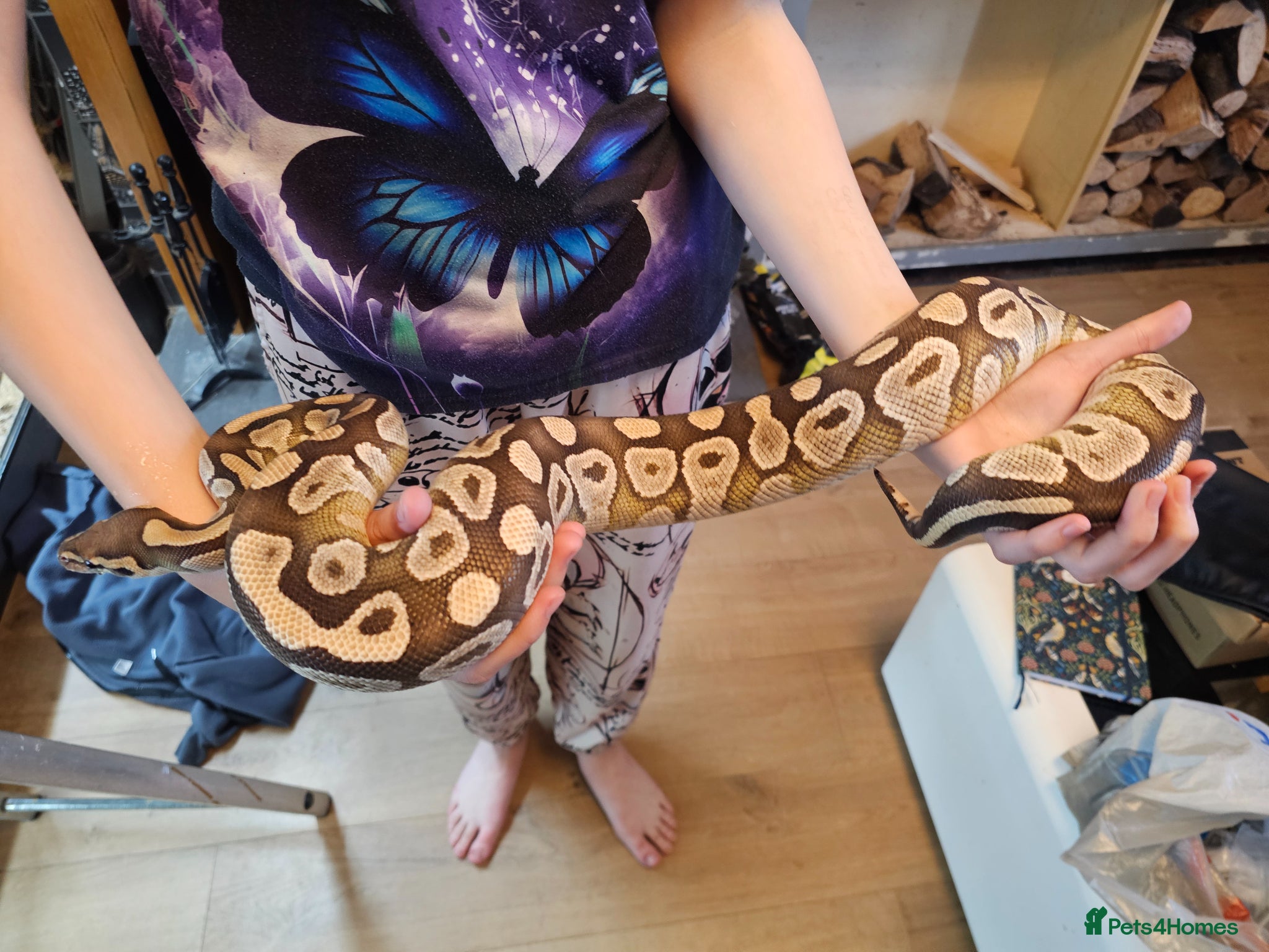 Python Snake reptiles Fire enchi/hidden gene woma - Advert 5