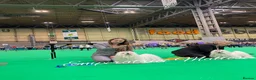 Maltese dogs for sale: Tiny KC Reg. Korean Show line puppies!  - Advert 19