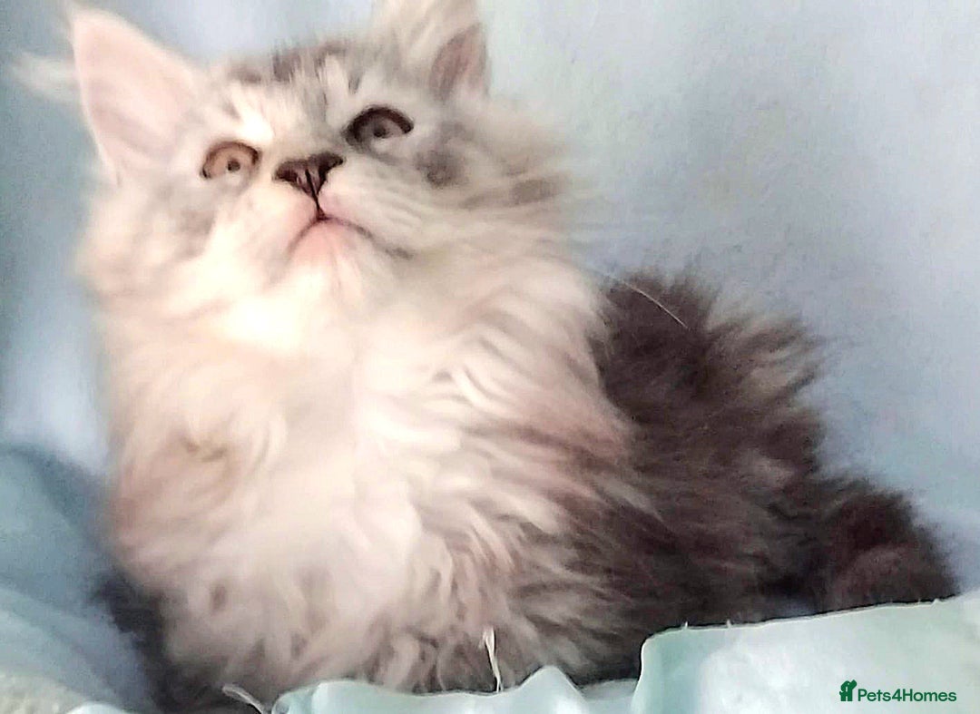 Maine Coon cats for sale: Pure Maine Coon Kittens Looking For A New Home  - Image 4
