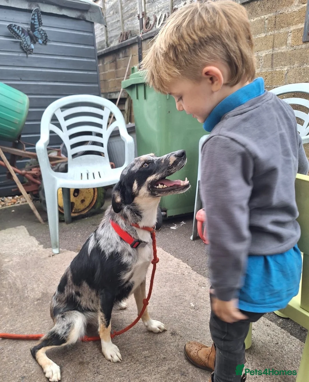 Mixed Breed dogs for sale: Nellie  in Wells - Advert 2