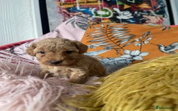 Maltipoo dogs for sale: 💗💙 **  TOY MALTIPOOS💗💙 - Image 1
