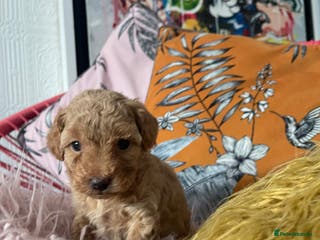 Maltipoo dogs 💗💙 ** TOY MALTIPOOS💗💙 - Advert 17