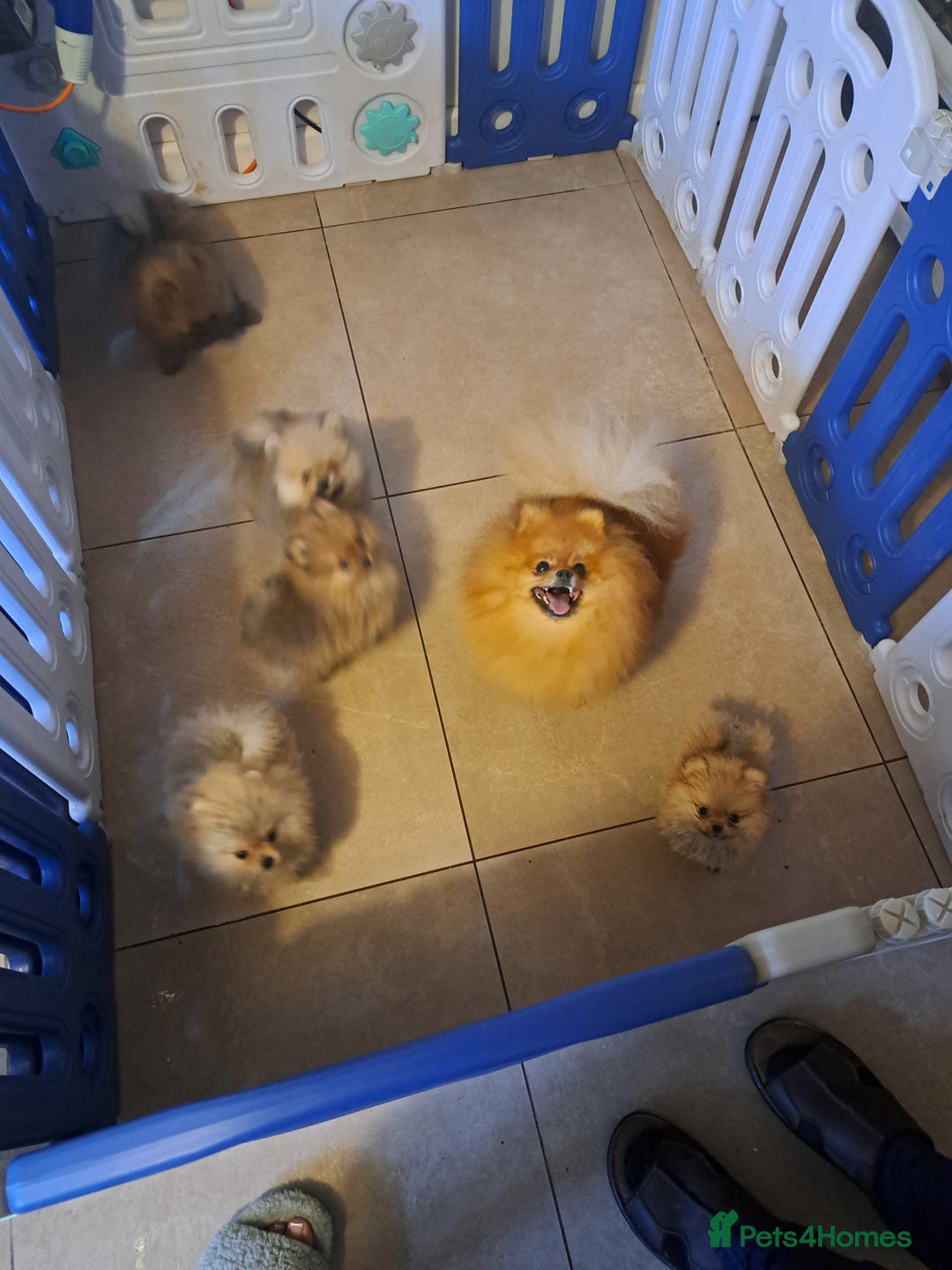 Pomeranian dogs for sale: Beautiful Pomeranian  - Image 11